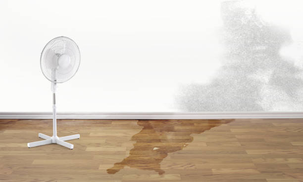 Best Mold removal after water damage  in Westwood, CA